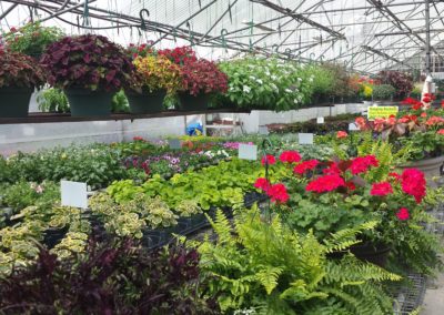 Hanging Baskets & Annuals